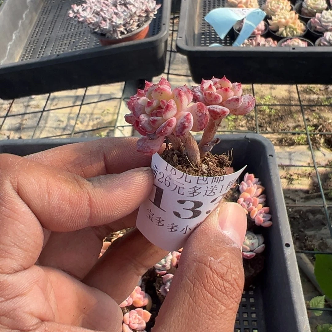 133号三头白胖子小老庄