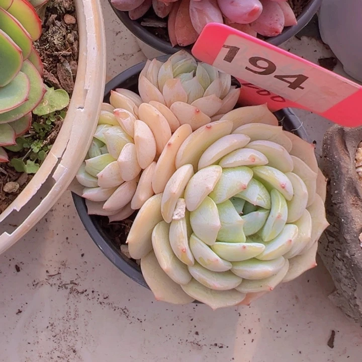 健健康康平平安安