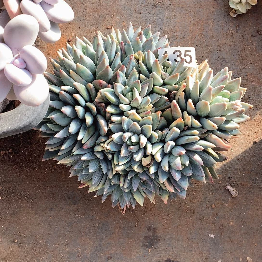 135 一物一拍多肉