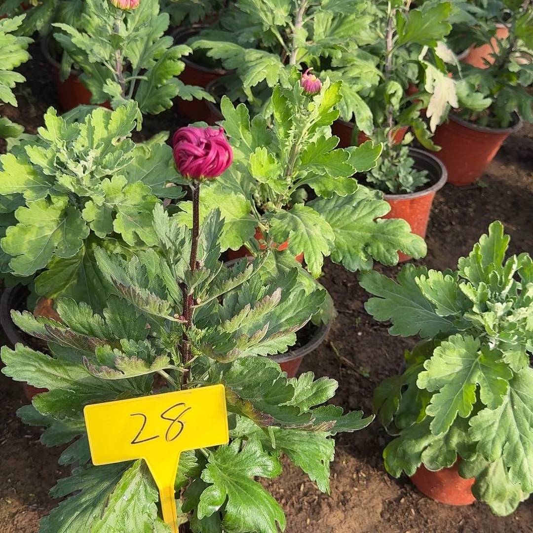 大部分花苞少量开放28仙子