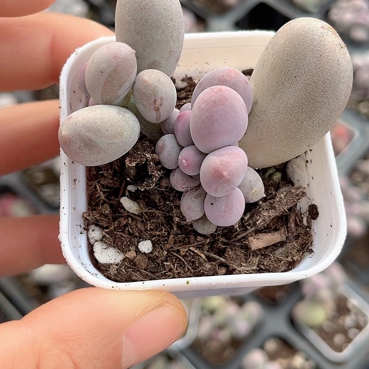 一物一拍米可奶满18包邮