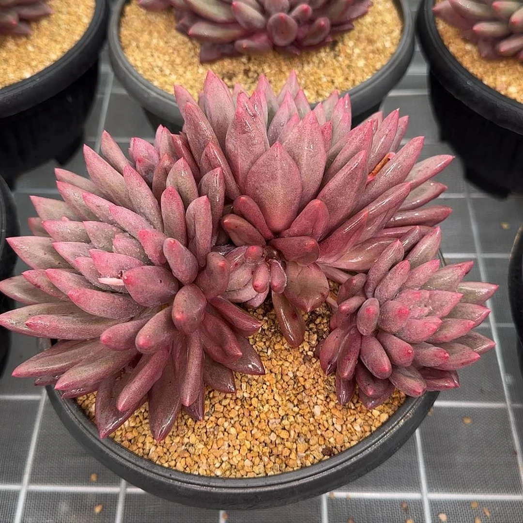 从前慢花园精选红蜻蜓