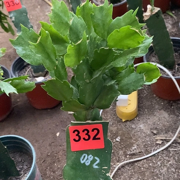 无花朵用****0082,加两个028叶片332号新疆不包邮