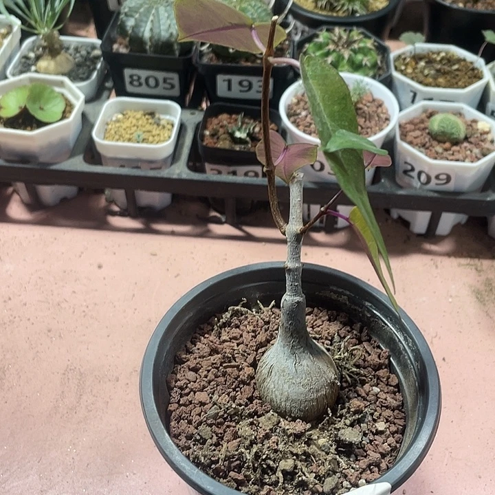 029紫背箩魔块根，