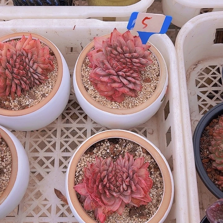 5香冰最一个脱土多肉