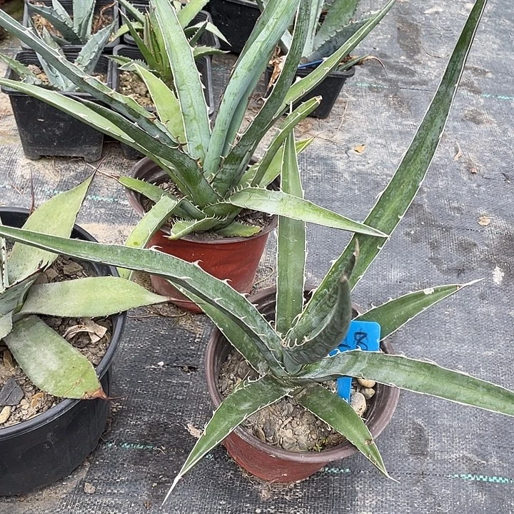 无花朵龙舌兰格其篮天