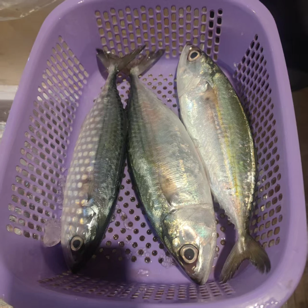 白面鱼  马突鱼  （1斤3-4条左右）原条发