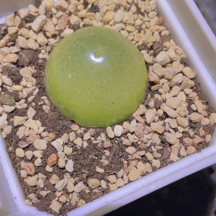 3.3公分灯泡大母本一个