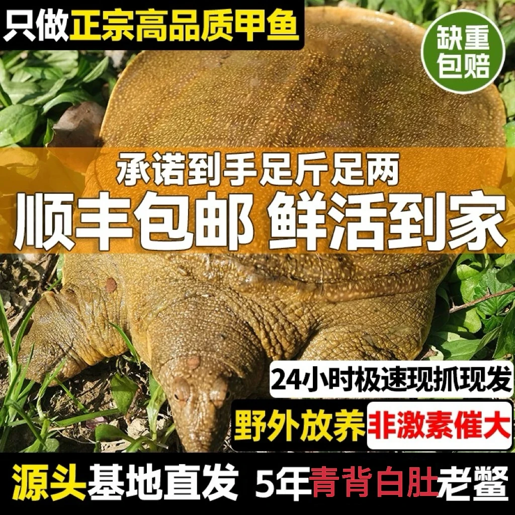 两只装6-7斤 野生外塘青黄活体大甲鱼老鳖王八鲜活水产鲜活到家