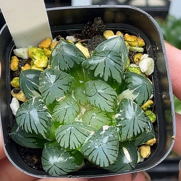 96龙爪玉露锦头家多肉十二卷