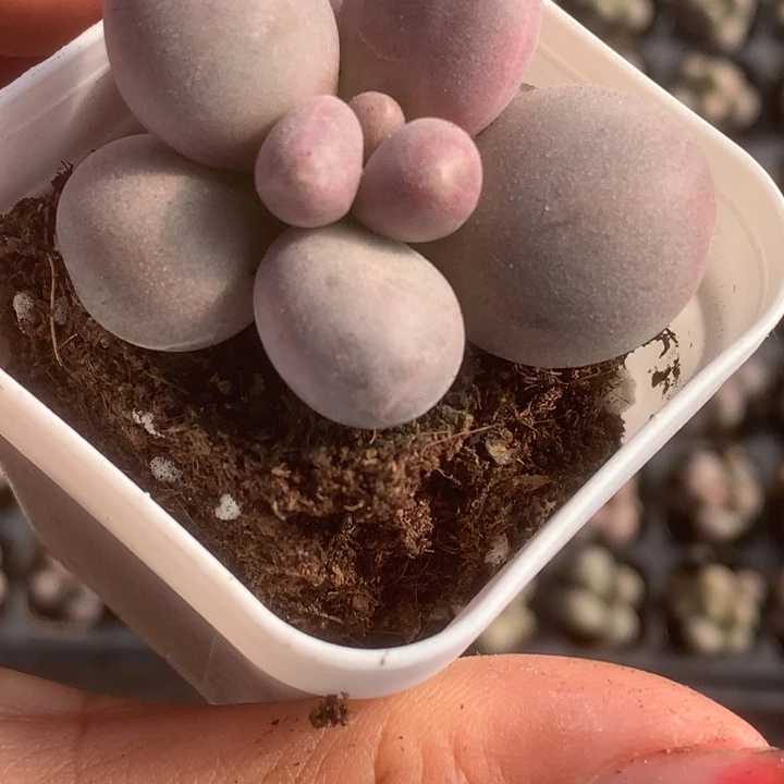 糖果奶。（满9.99包邮不满9.99发叶子）