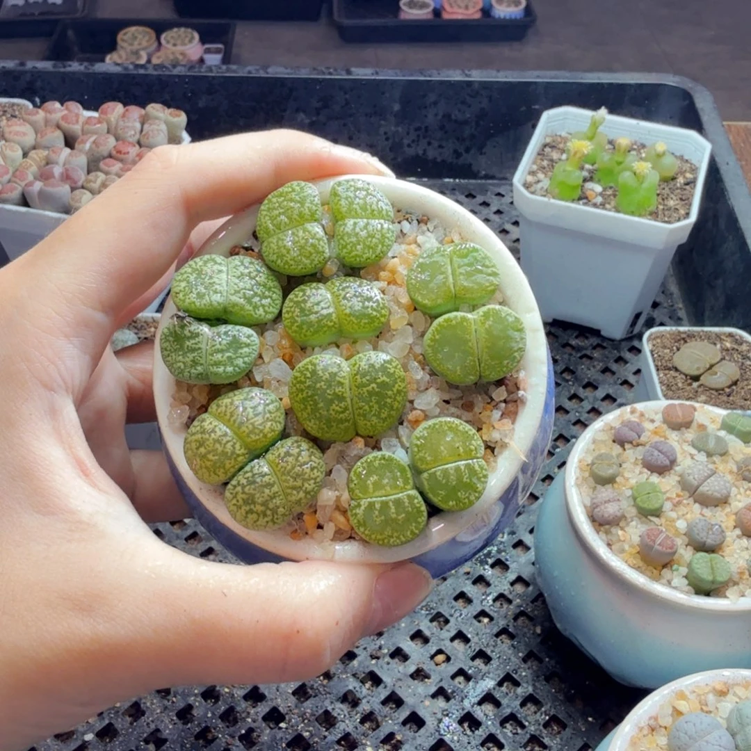 多肉植物的生长发育和521