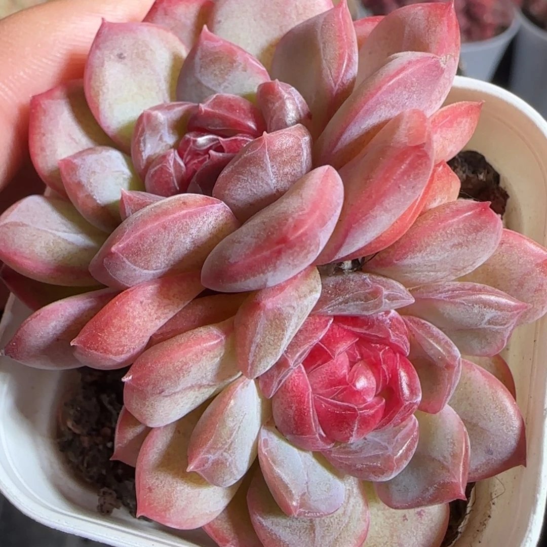 多肉1222-82糖心糖心