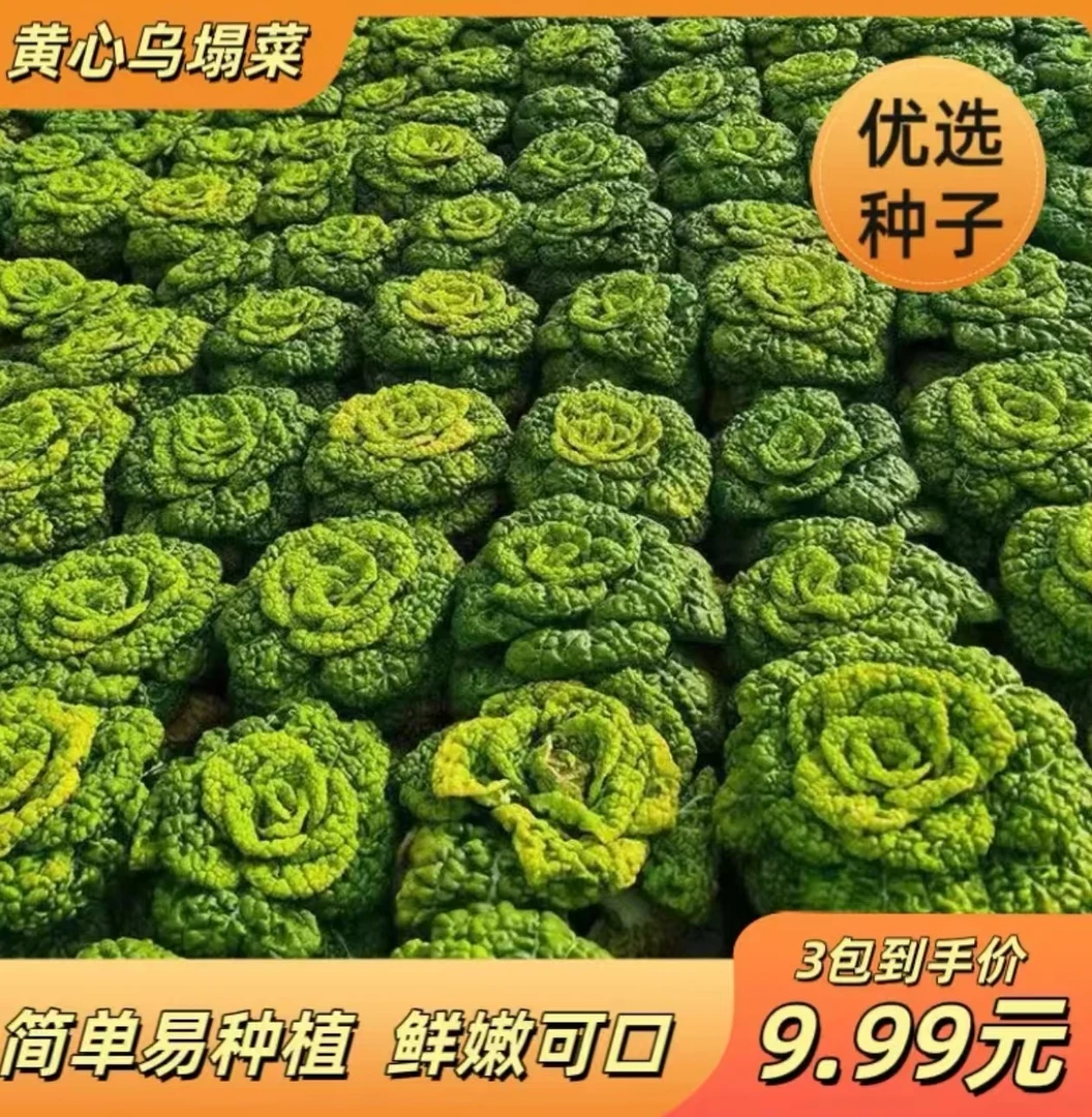 黄心乌菜黄心菜新鲜乌塌菜四季白菜冬天青菜蔬菜孑黑菜秋冬季