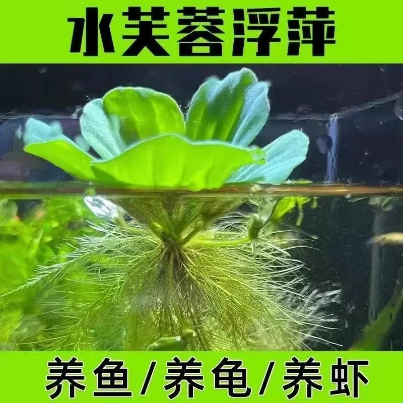 鱼缸漂浮水草水芙蓉增氧净化活体水草龟缸造景增氧懒人水草