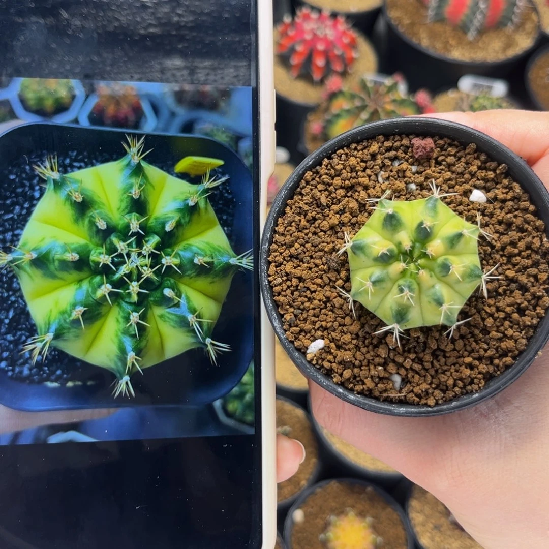 蜜月 米哈仙人球