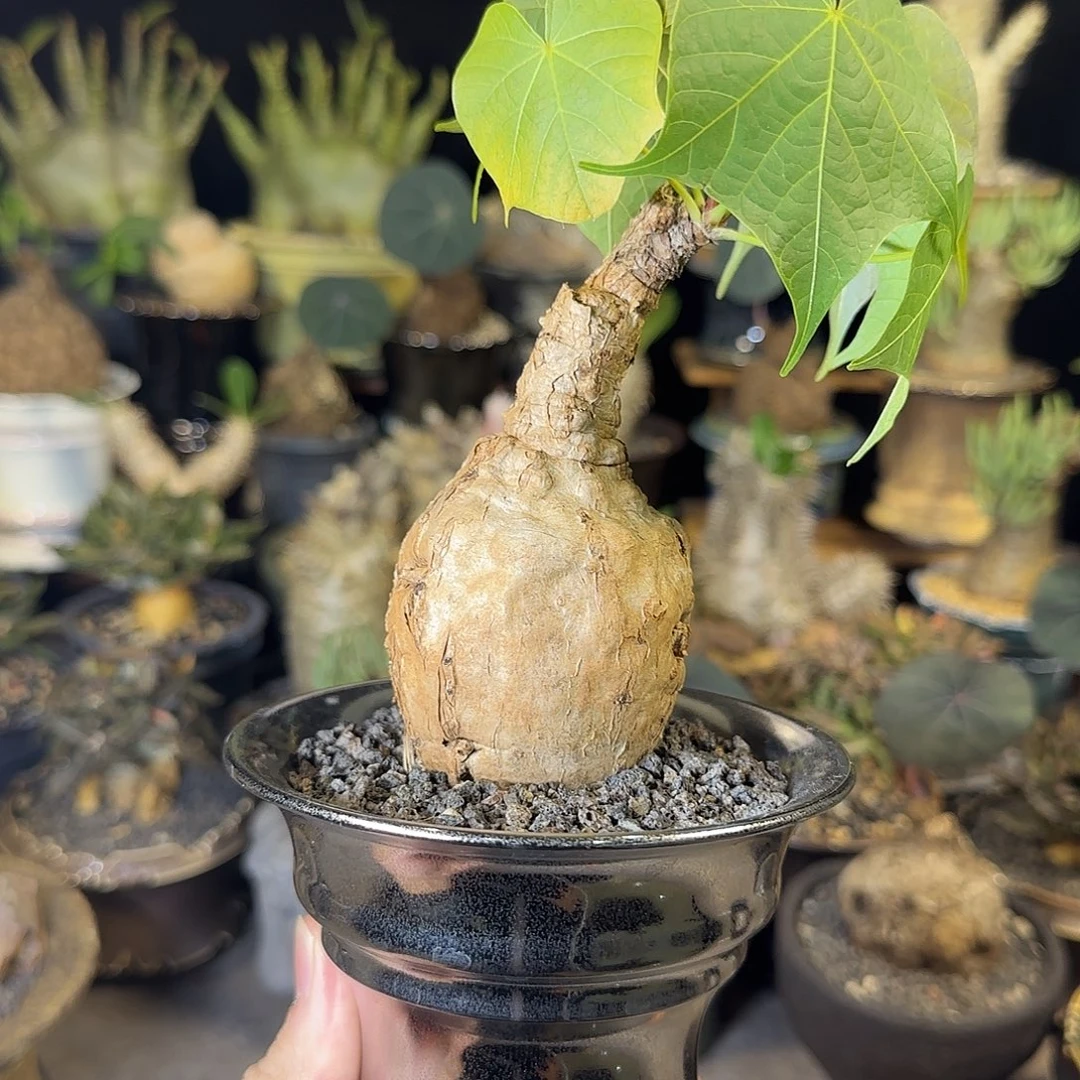 一物一拍泰国火桐29