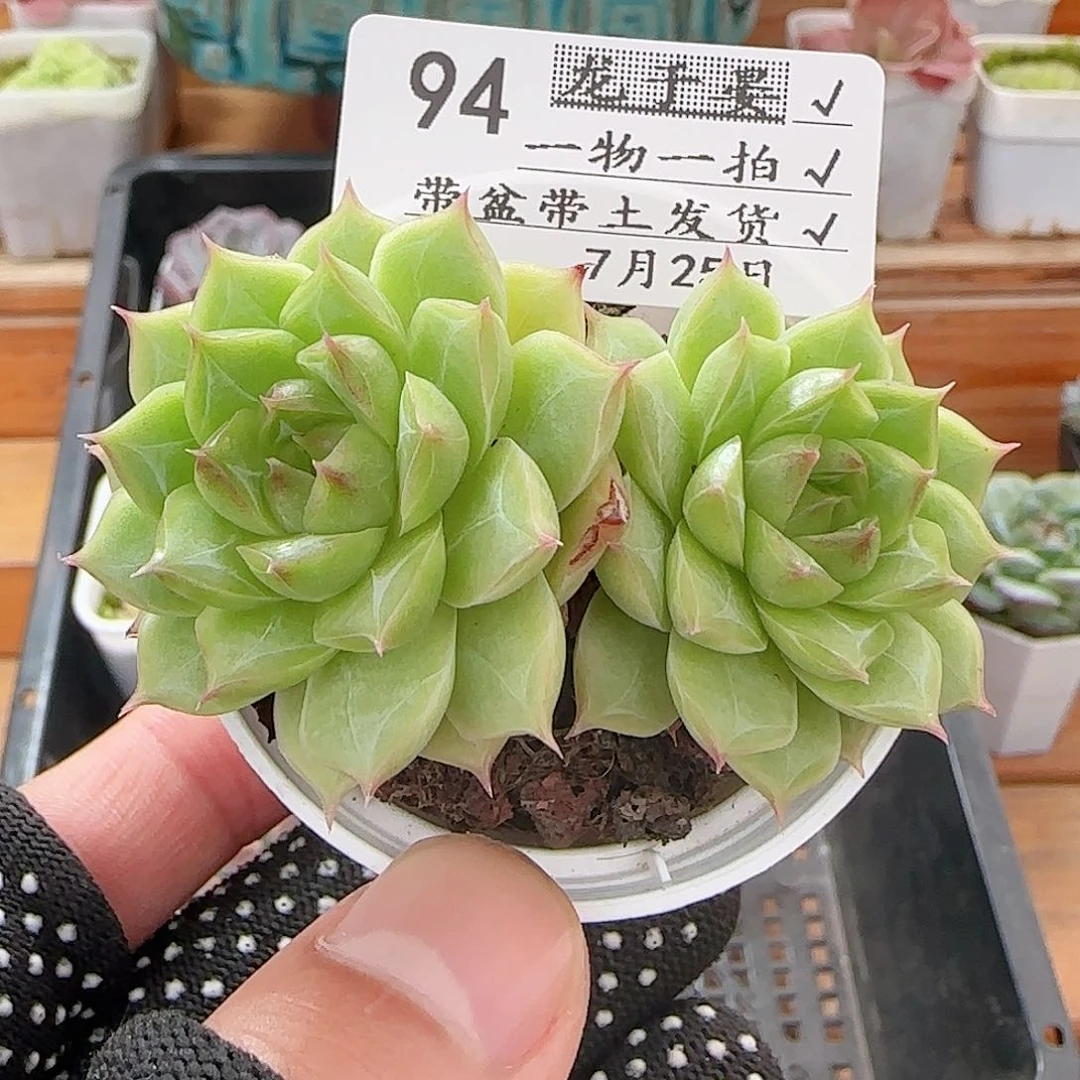多肉0726-94女王玫瑰