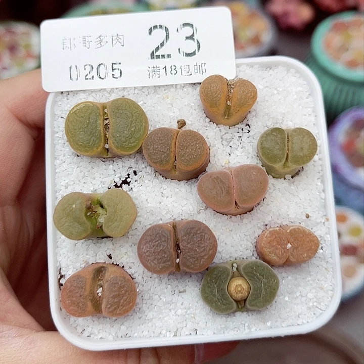 多肉植物生石花5-23