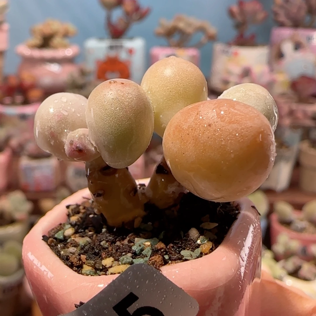 小蛋黄奶 盆口2.5cm