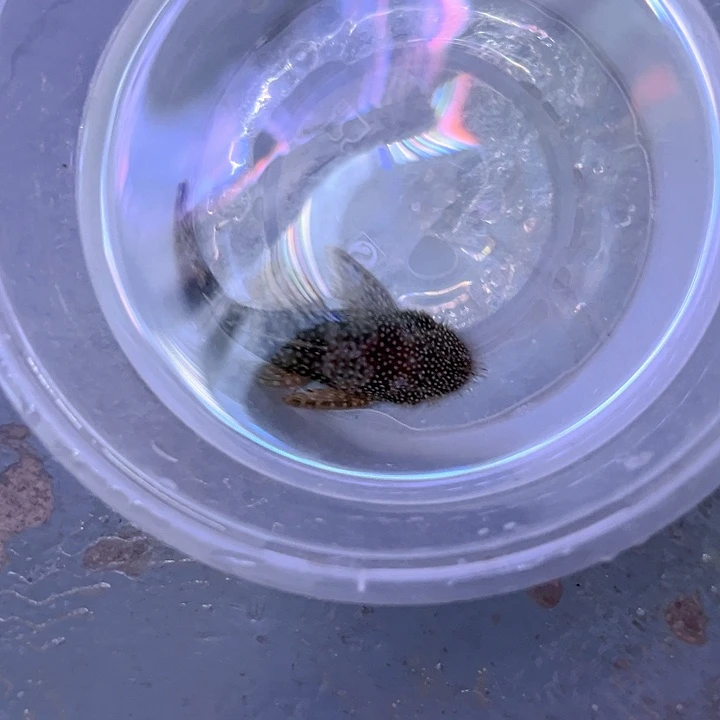 清道夫迷彩胡子一条公鱼尺寸8-10厘米