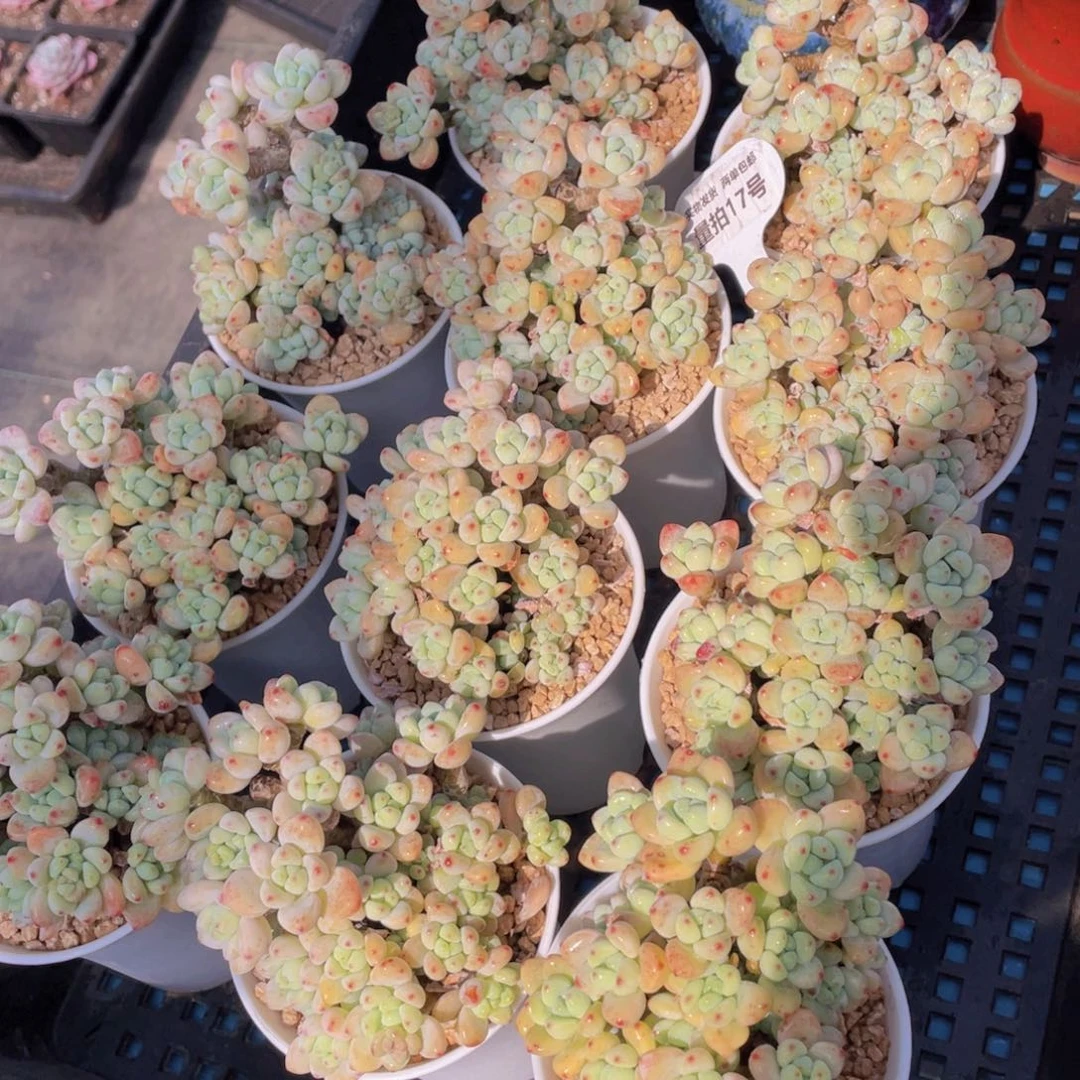 量拍17号果冻胭脂罗琦老桩大群生一个