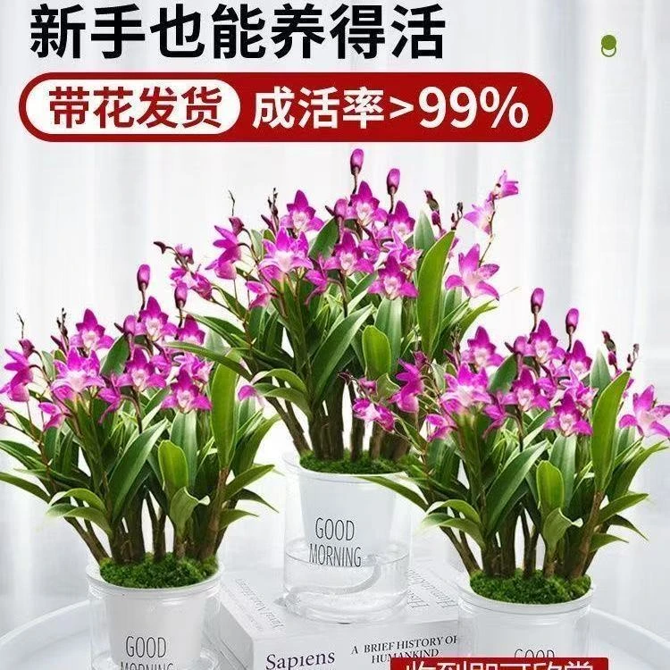 小盆澳洲香水石斛兰苗发货
