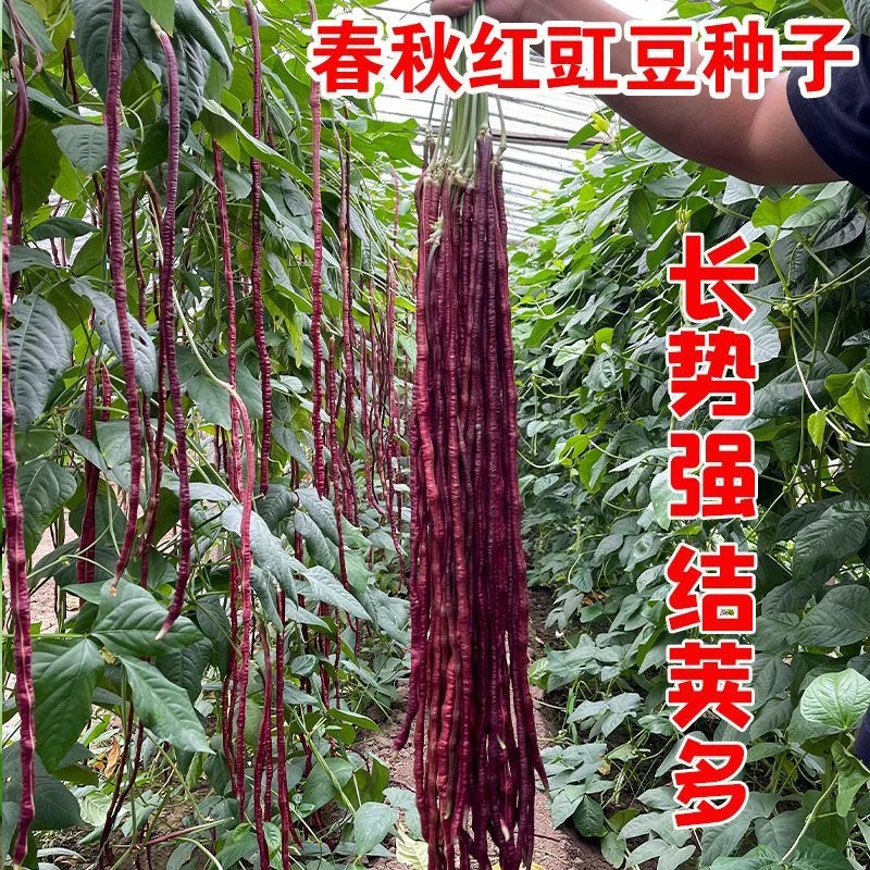 四季种植春秋红豇豆种子特长紫红豆角种孑高产早熟四季豆蔬菜种子