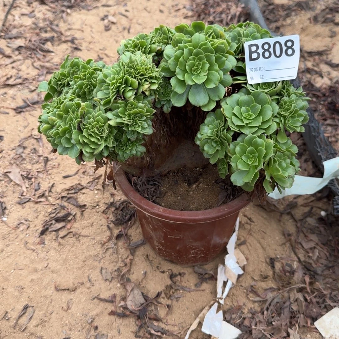 808绿缀朵朵一颗呀呀