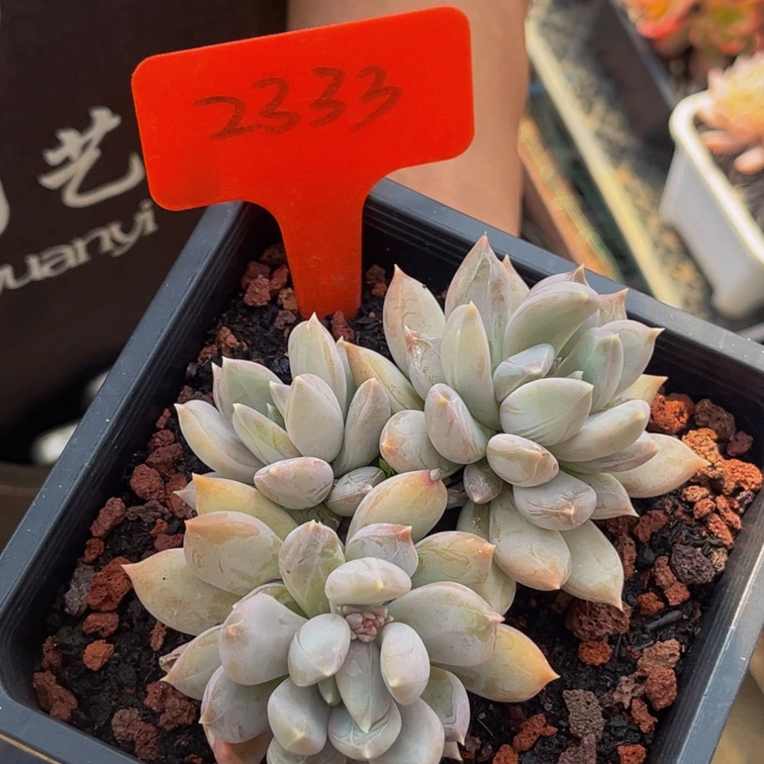 2333号上午多肉植物群生多肉