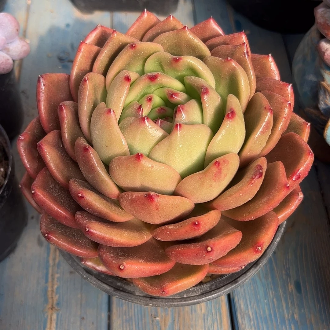 原始红钻石多肉植物