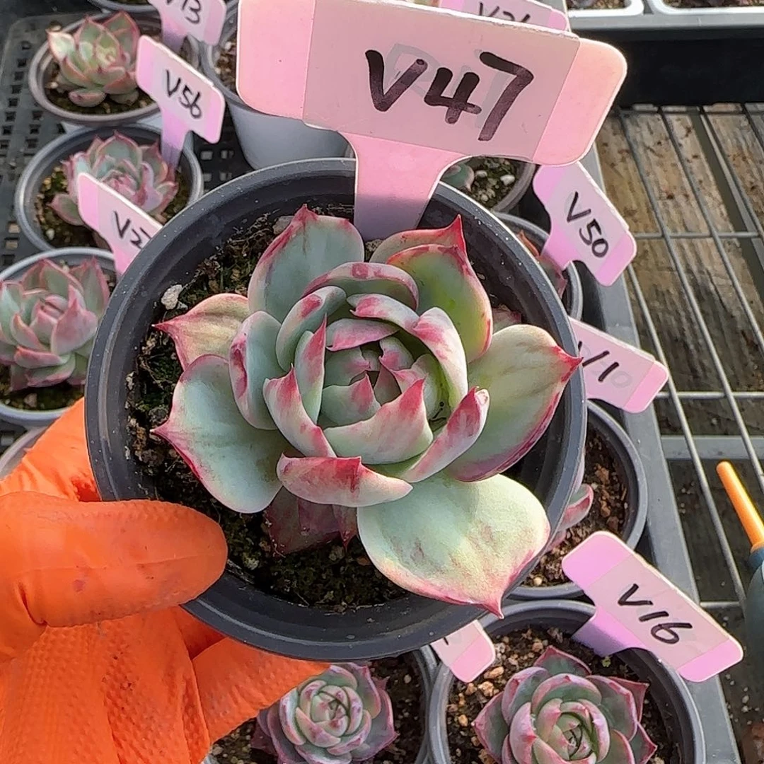 熊***毛V47惊鸿单头多肉