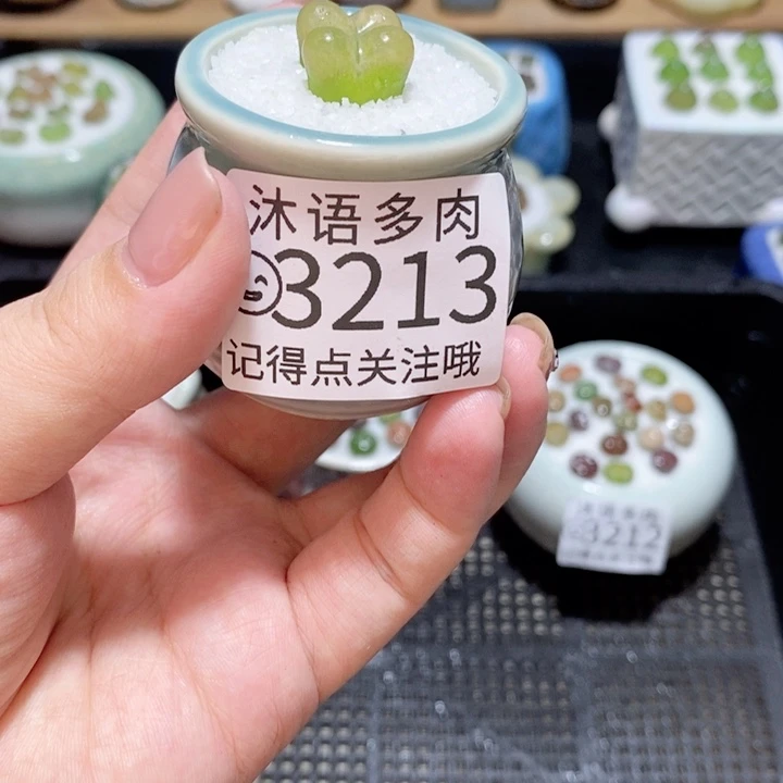 爱***๑精美盆栽 一物一拍 3213