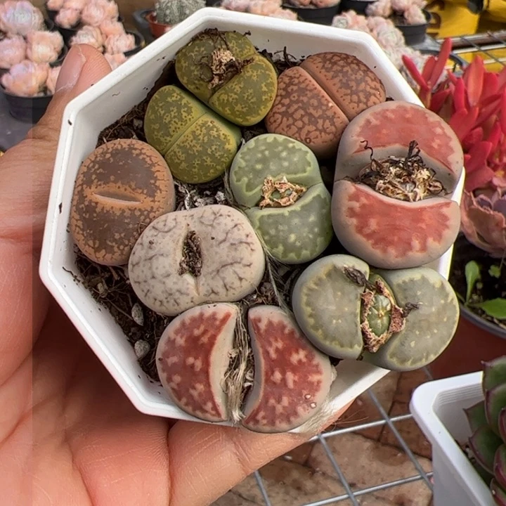 特价生石花 随单发货