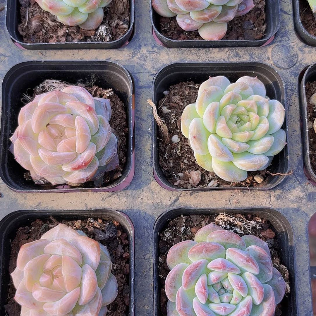 精品糖心系列多肉植物