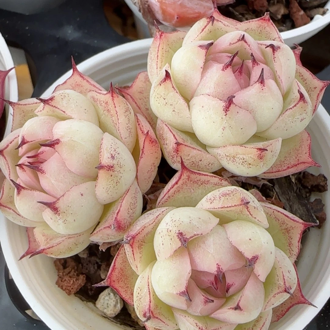 花语逸镜0206-649