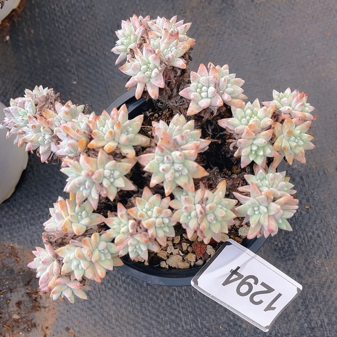 白菊大群多头50头左右1294