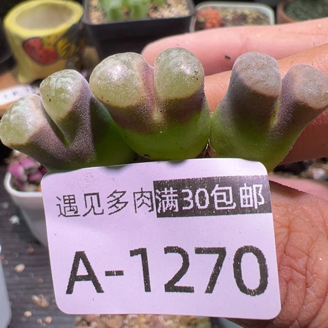 多肉植物1111111111111