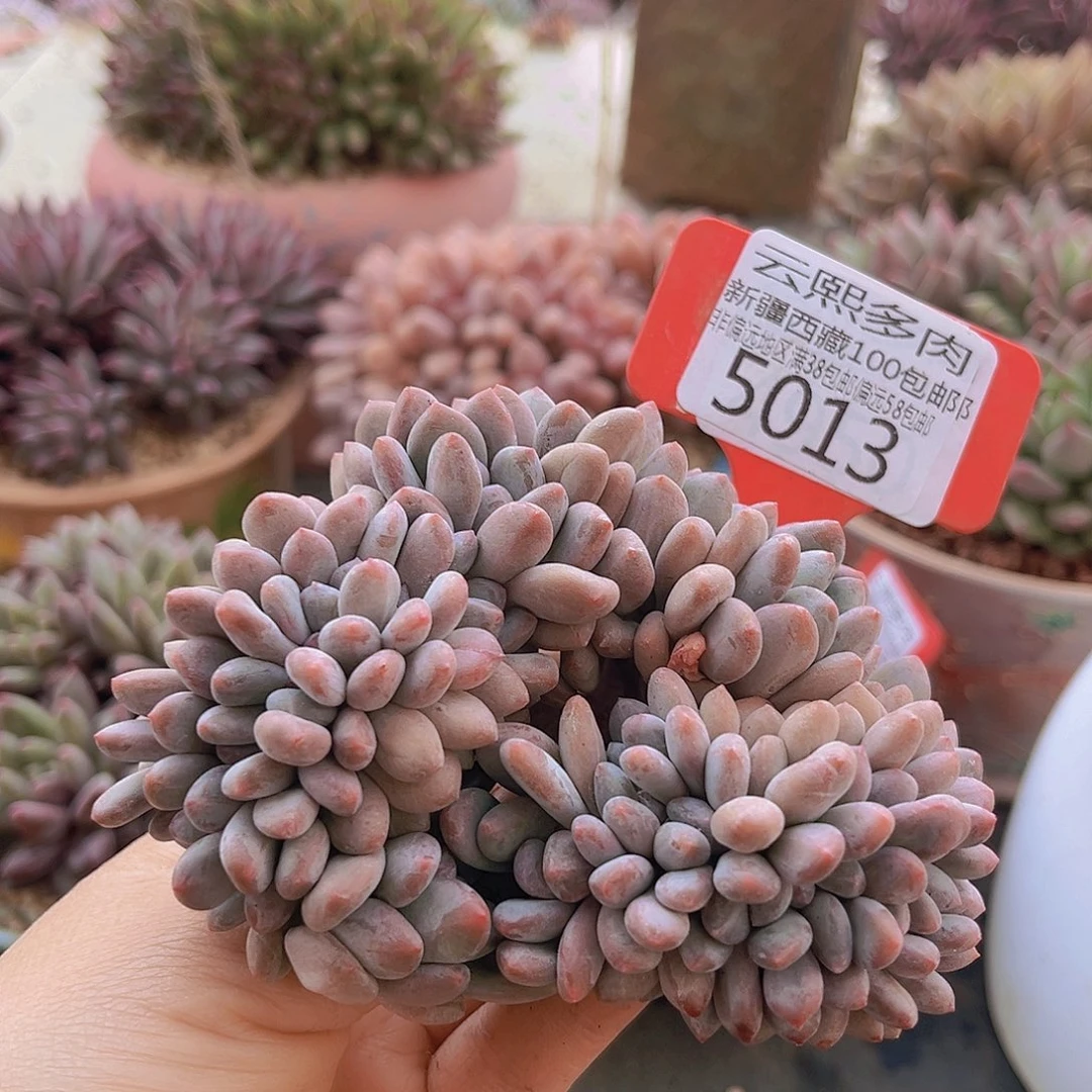 5013灯美人缀多肉植物