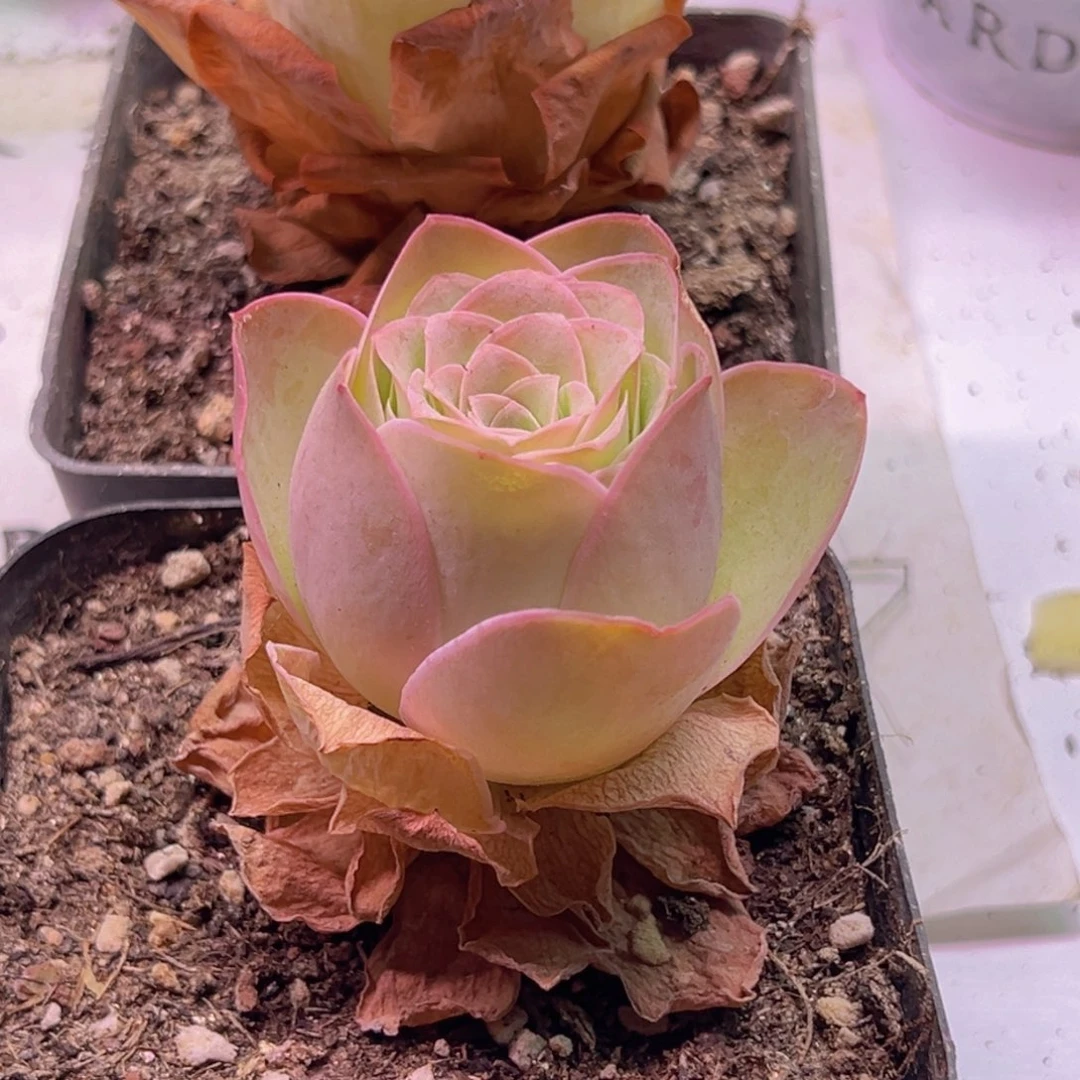 扶摇山地玫瑰福利