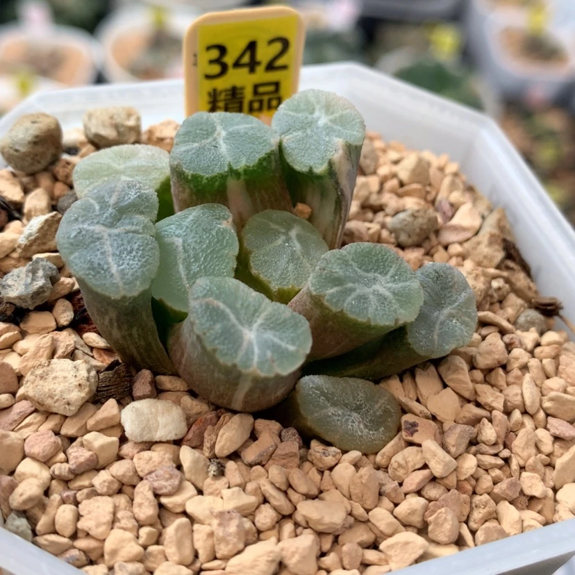 【闪购商品】342万象锦多肉
