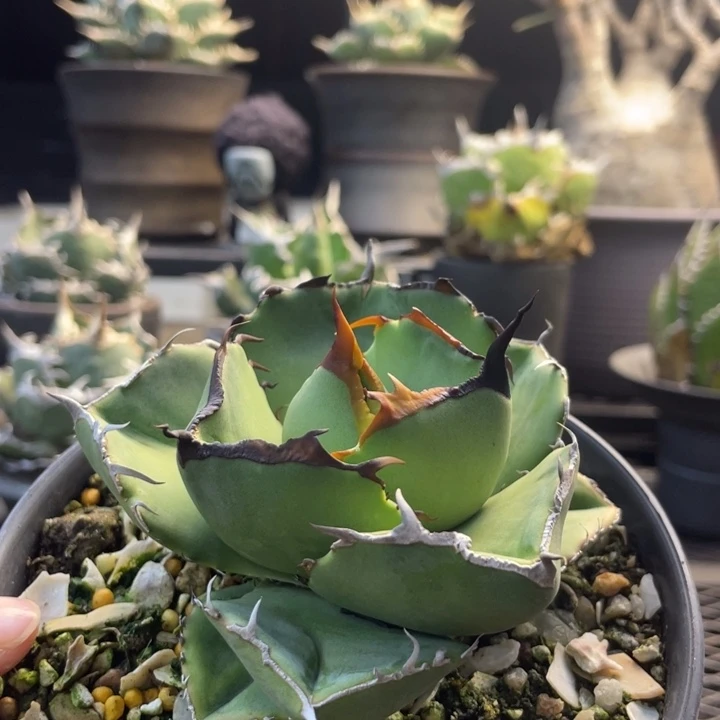 【闪购商品】圣剑。