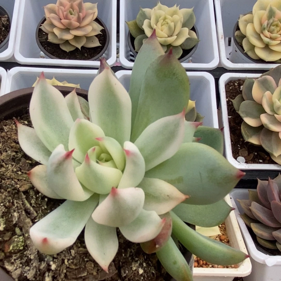 492锦锦锦锦锦锦锦锦