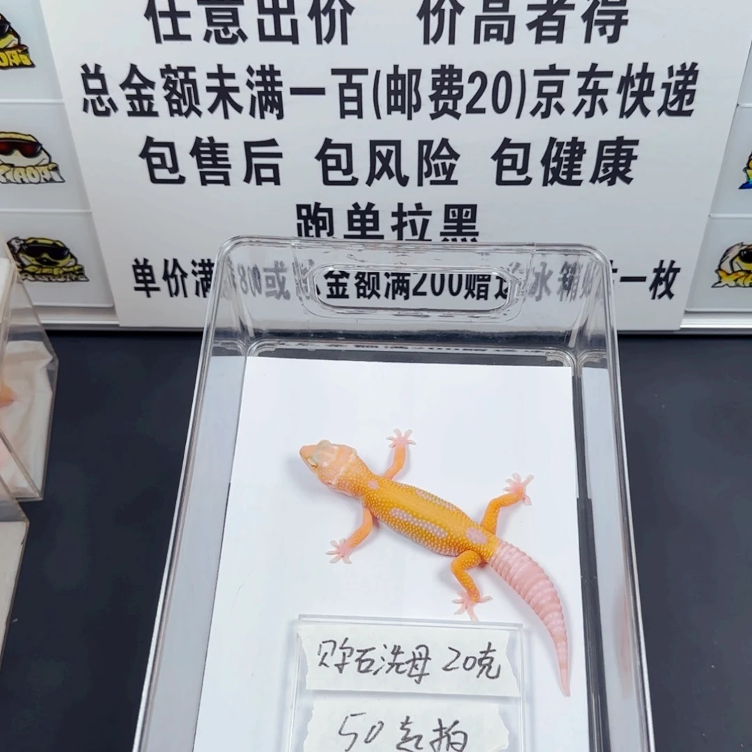 豹纹守宫贝尓石洗妹妹