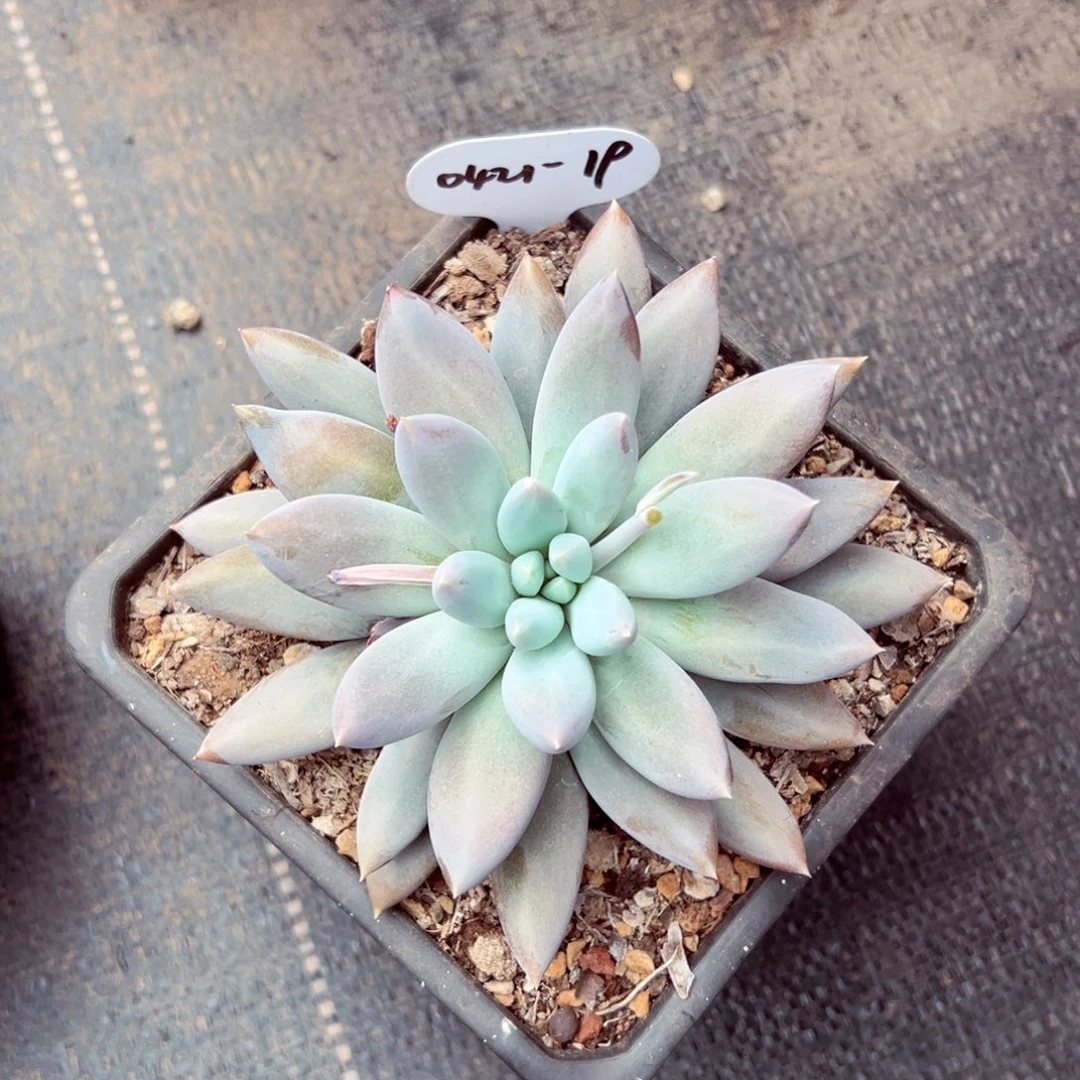 奥***o0421-19彩体哥特萝莉