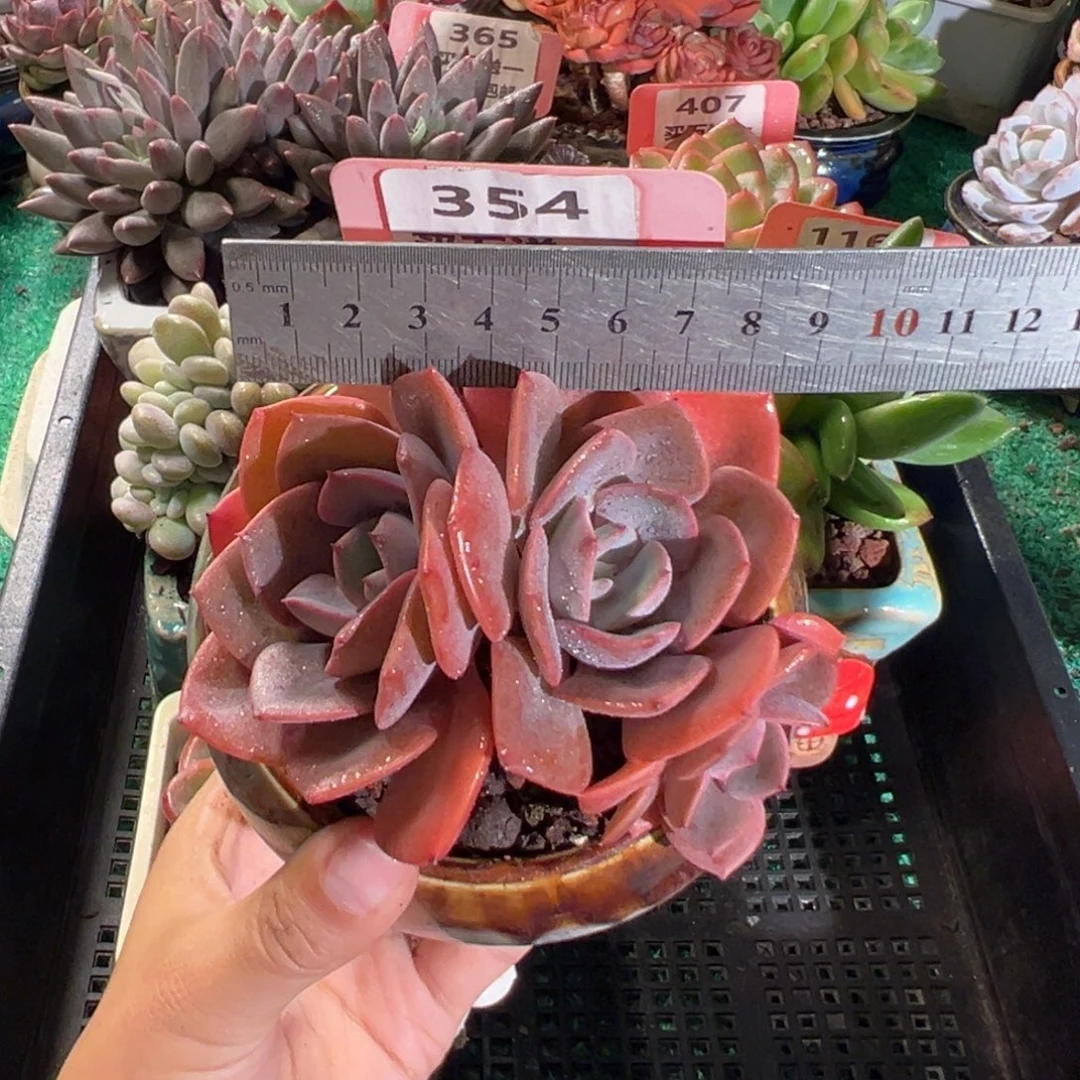 表妹精品多肉植物354.