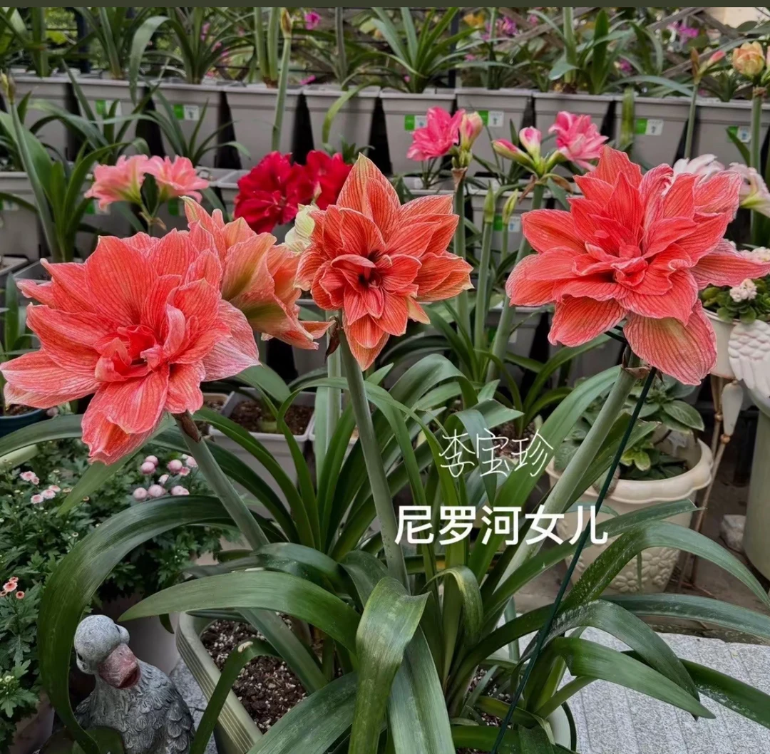 朱顶红尼罗河的女儿 大球3厘米带13侧包对版不包后期养护