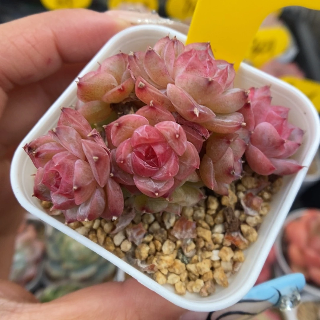 缤纷珍妮群生335号。