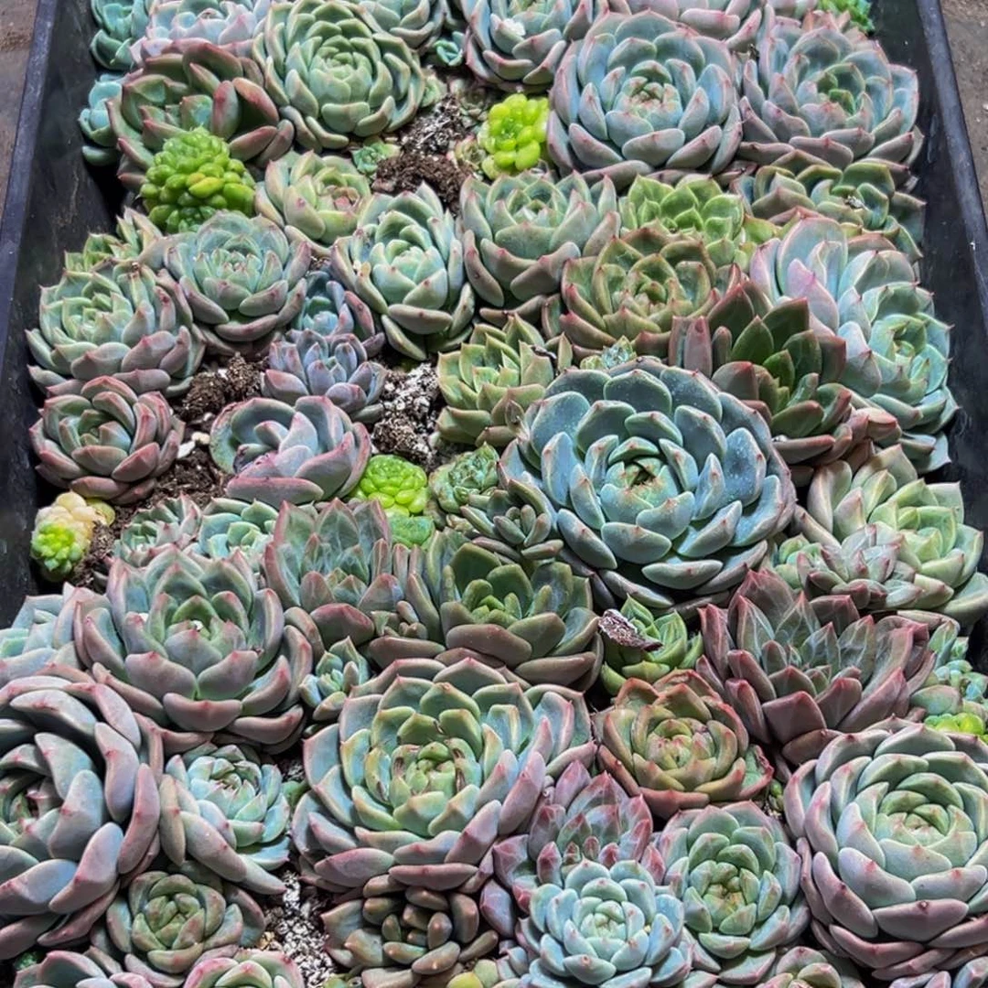 673度无死角帅到爆的程度