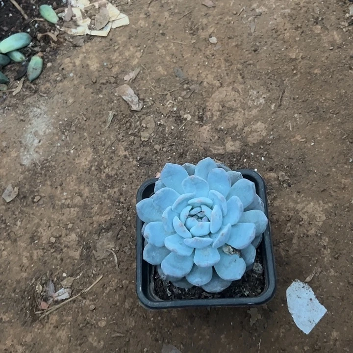 心***8多肉植物实物直播实物204